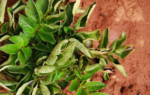 (二十七)强氏土豆优质高产技术——卷叶症(非病毒性)