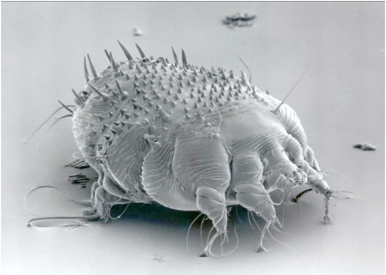 牛疥癣病,又称牛螨病或癞病,是由疥螨科或痒螨科的螨虫寄生于牛体表