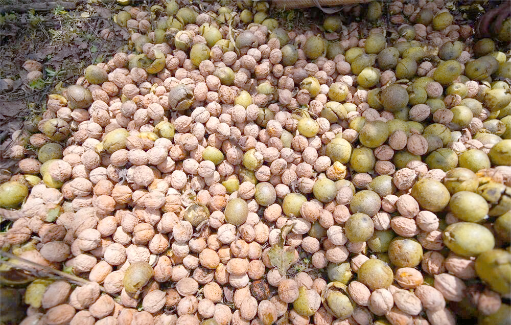 大姚核桃:历史与现代的美味与健康结合