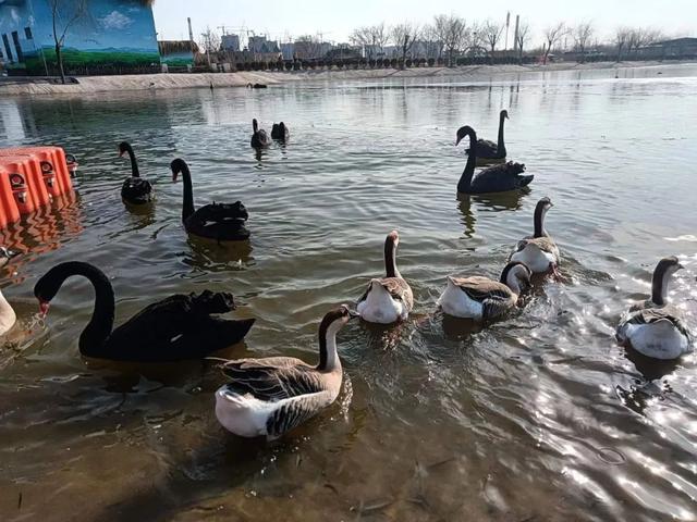 邯鄲市復興區園博動物園孩子的樂園