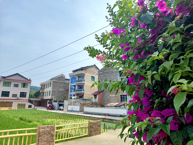 镇远青溪镇鸡鸣村:支部引领生动力 和美城乡添活力