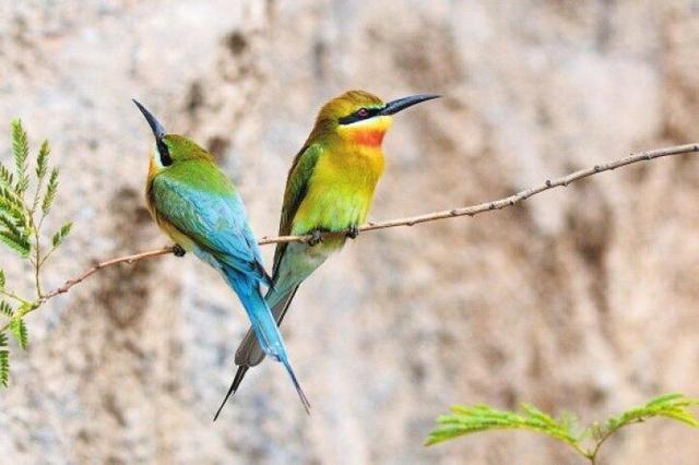 云南鸟类物种数超过1000种 占全国的2/3以上