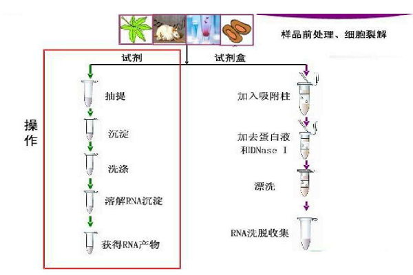 cdna文库的构建步骤