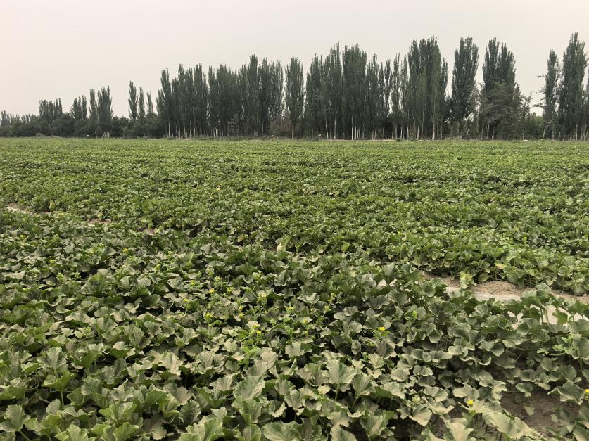 巴楚:"留香瓜"丰收在望 绘就乡村振兴新图景