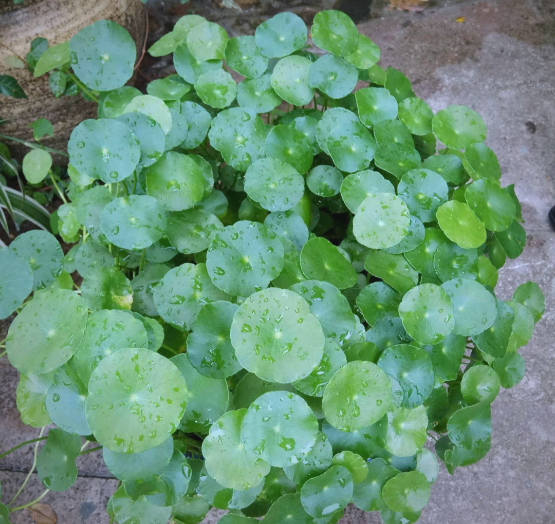农村路边的小草金钱草,功效多样,可清热解毒,散瘀消肿