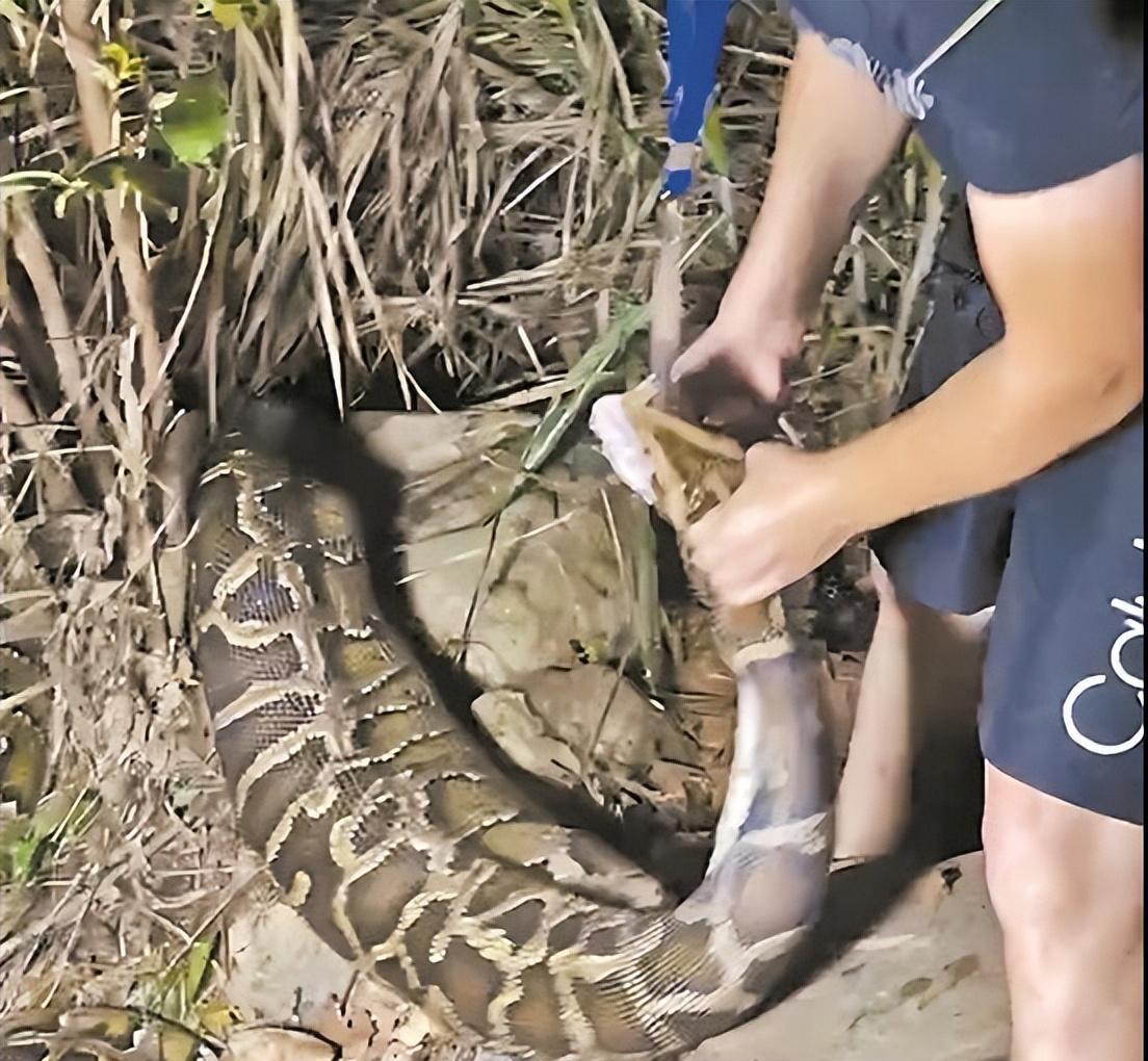 蟒蛇吞羊图片