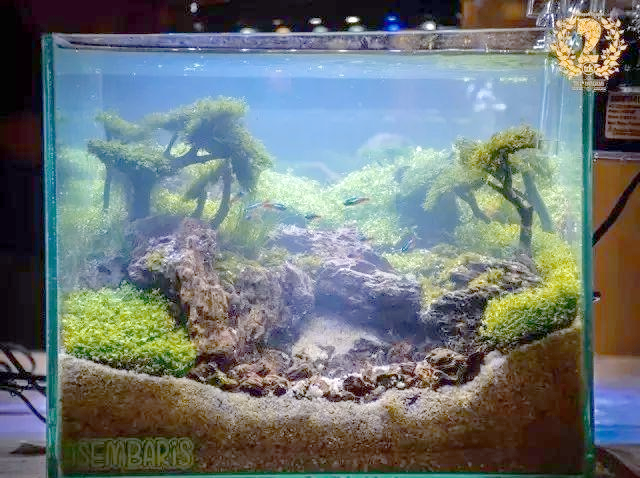 众多小清新草缸造景,总有一款让你心动!