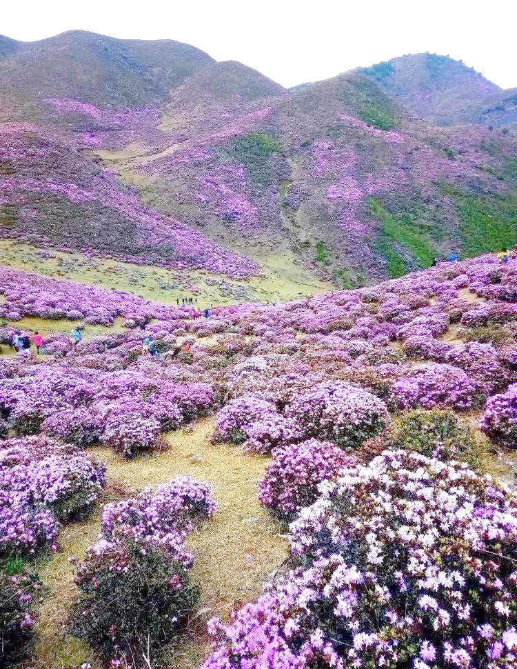 云南马鹿塘乡的野生杜鹃花海,等你来欣赏!