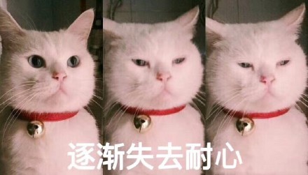 一组萌萌的猫咪表情包