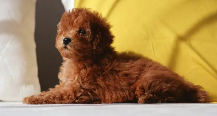 泰迪日天日地日空气为什么