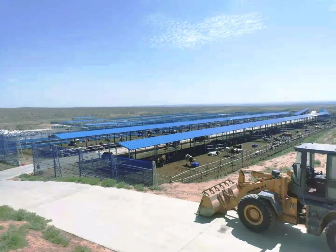 中烟飞地养殖园区 (吴舒睿 摄) 村民李小龙说:"我2018年就开始入股