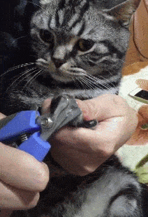 而且现在也有可以铺在沙发上的剑麻垫,是可以绑在沙发上的"猫抓板"