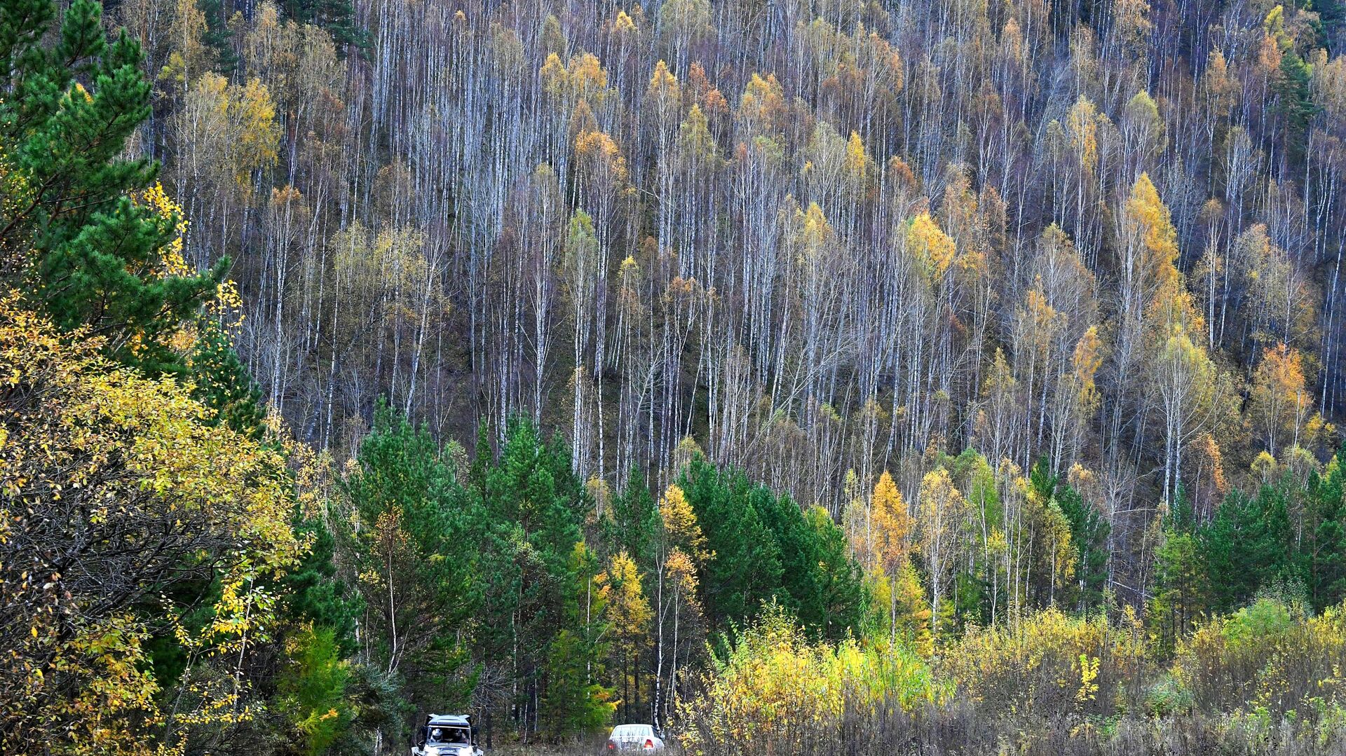 俄罗斯远东地区森林图片