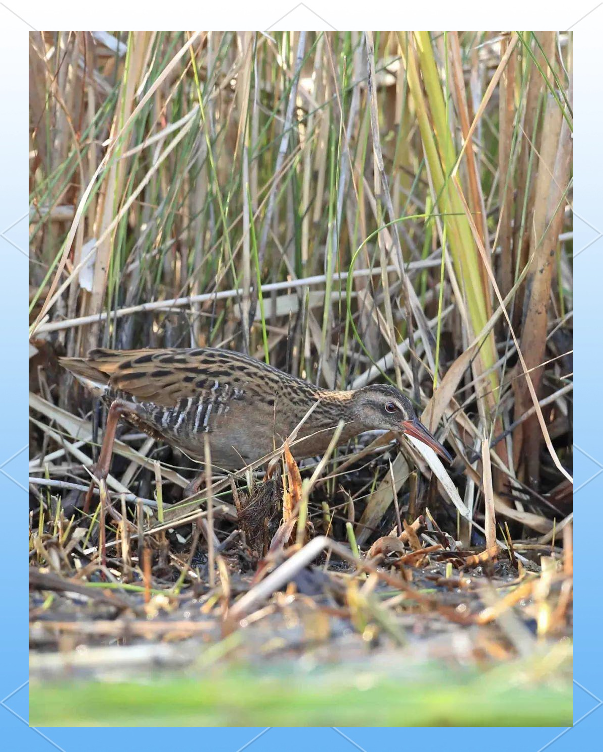 国庆期间拍到的珍稀鸟类