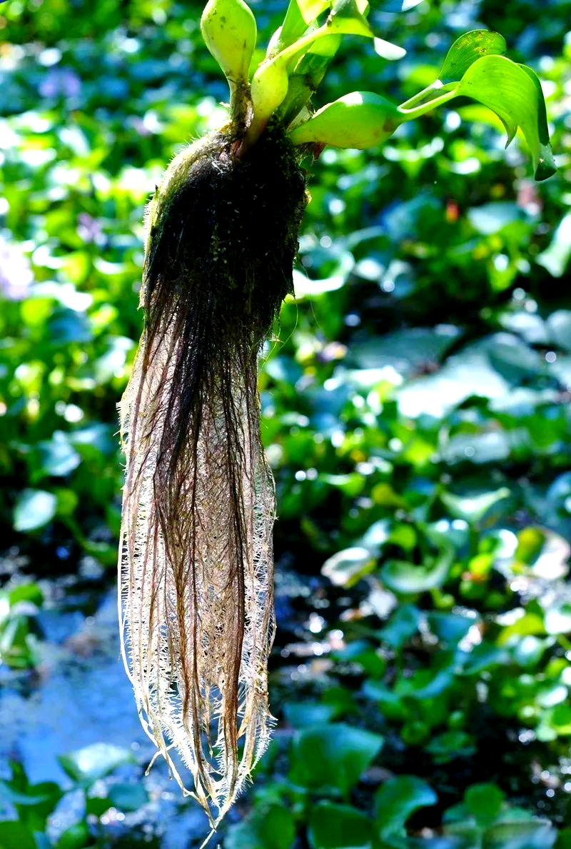 :水葫芦的葫芦结构及生长条件