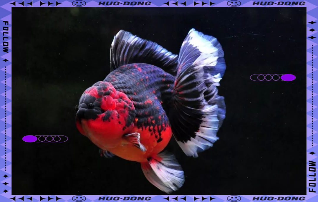 泰狮:观赏性金鱼的新典范