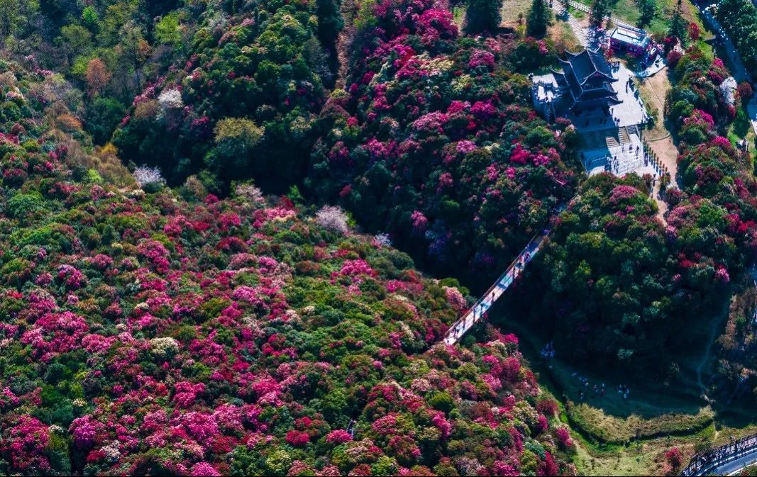 每年4月左右,百里杜鹃就成了朋友圈里的"刷屏美景".