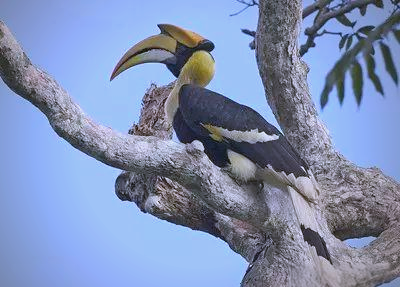 双角犀鸟:云南珍稀鸟类的神秘世界