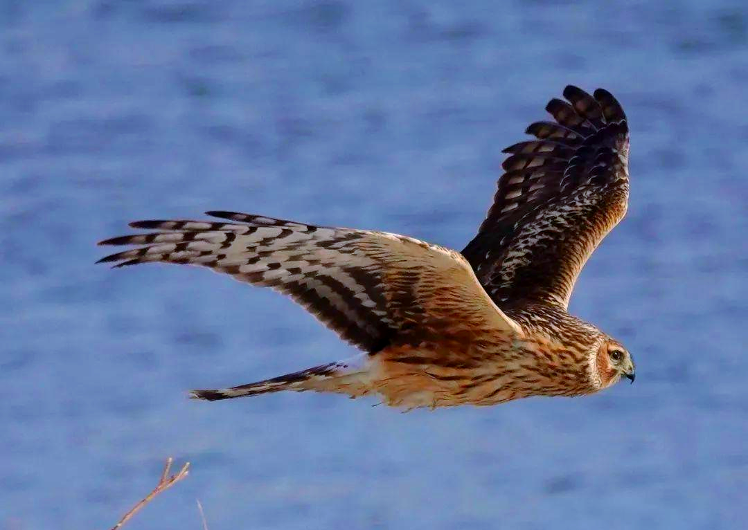 白尾鹞雄鸟三年难拍,今日首次记录成功