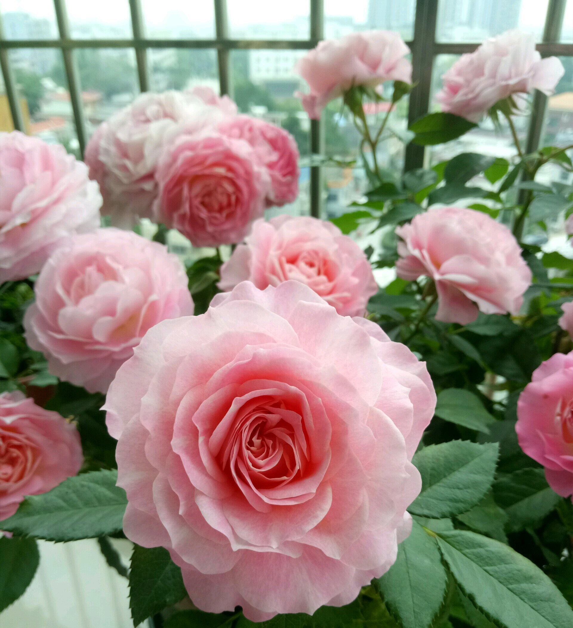 阳台养月季,就选"海神王",花美如牡丹,丰花勤花,养护也不难