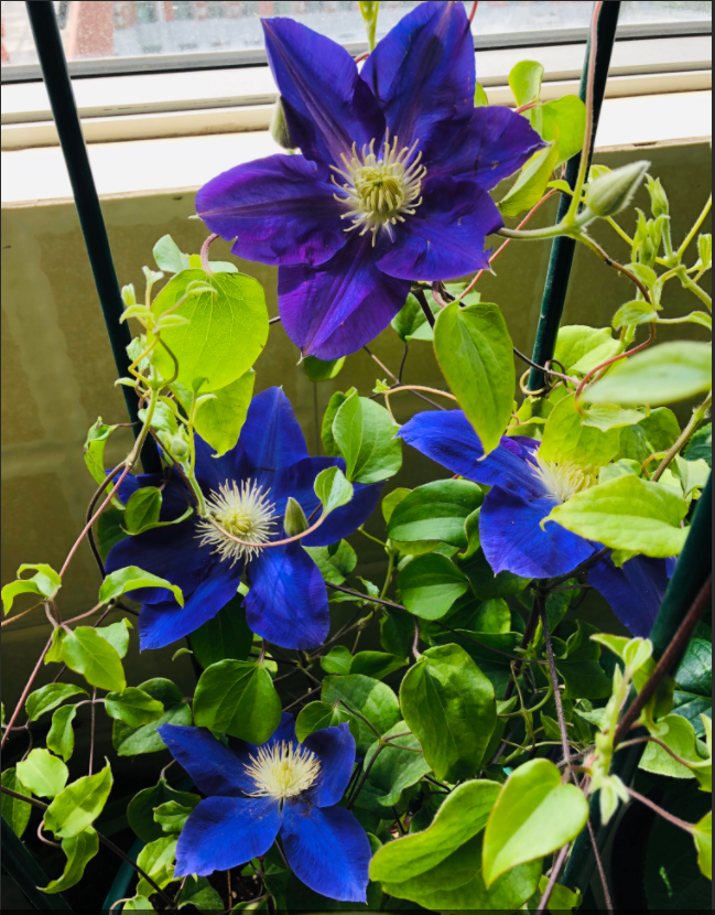 你喜欢蓝色花卉吗?养棵铁线莲翠鸟吧,梦幻蓝色,多季能赏花