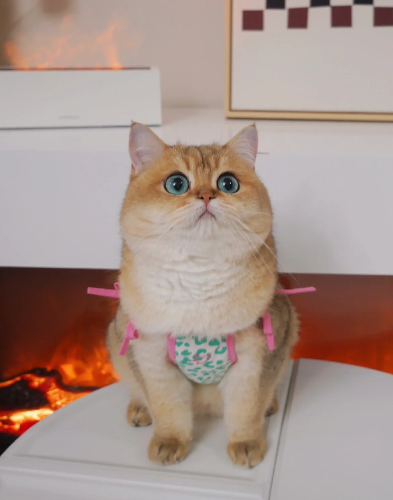 谁家小男孩穿肚兜啊!