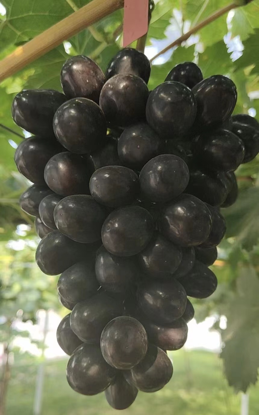 黑色极香葡萄,超越并替代阳光玫瑰的新品种,更甜更香更好看!