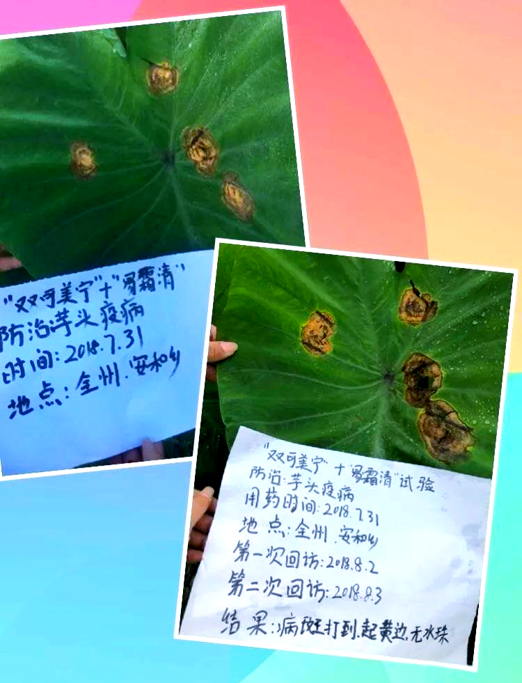 芋头疫病防治新突破,选对药水效果高