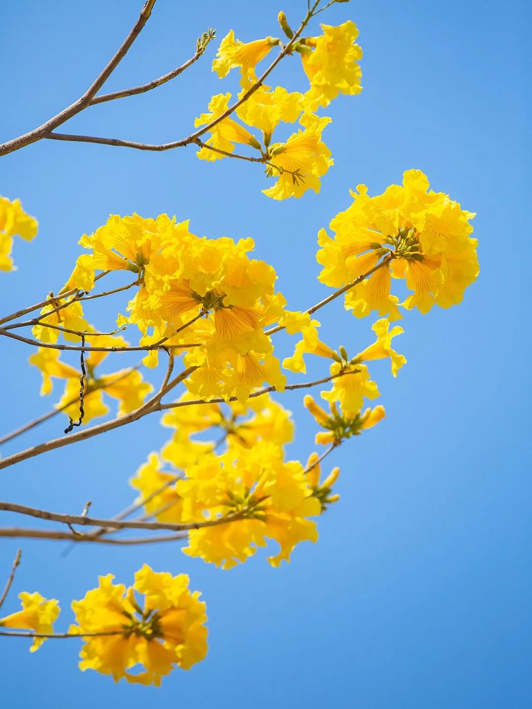 春日花海|一路金黄一路香西昌这条路的黄花风铃木正绽放