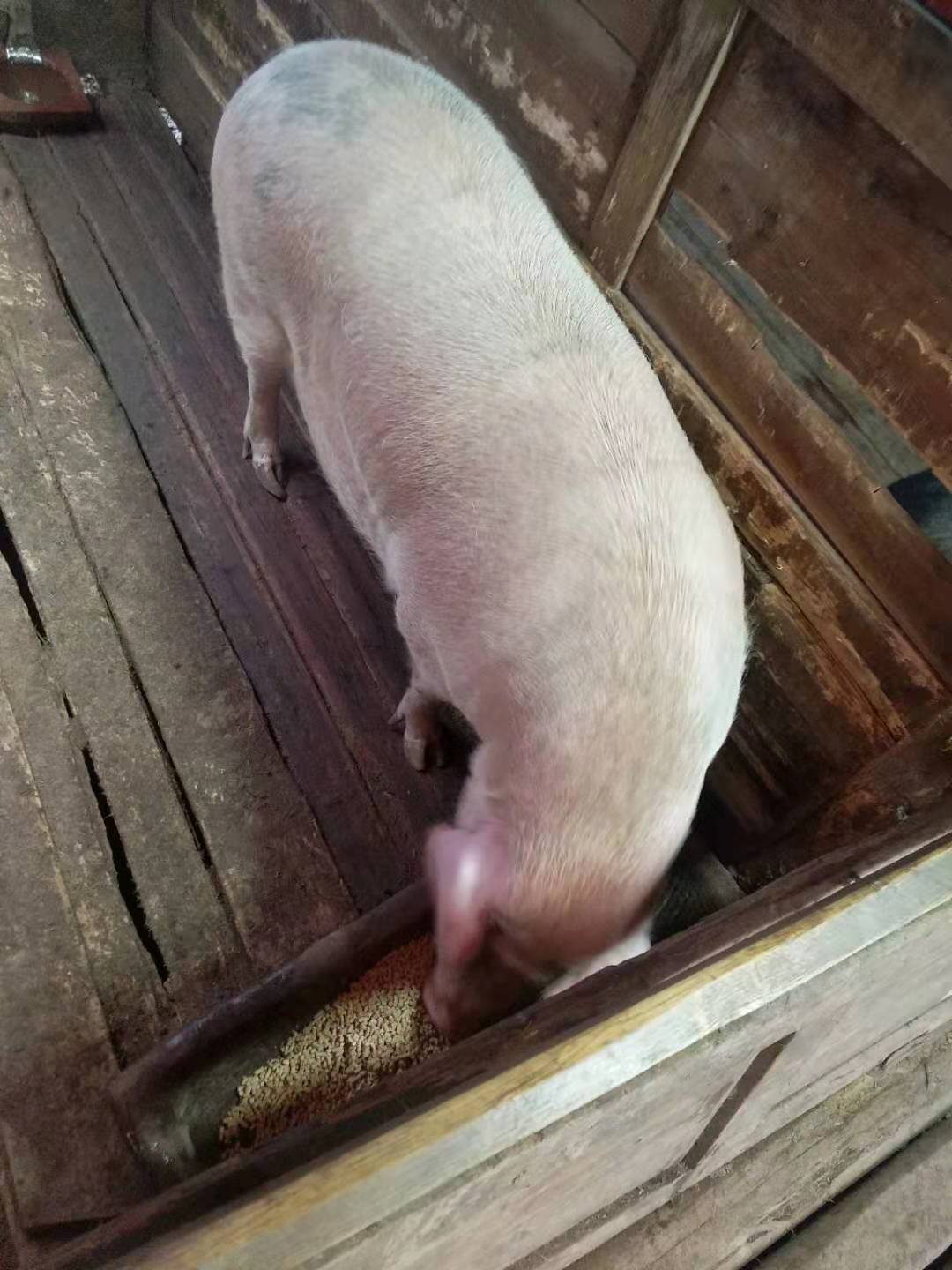 猪张嘴呼吸很难搞,方法不对就会死亡!分享一个有效且保险的方法