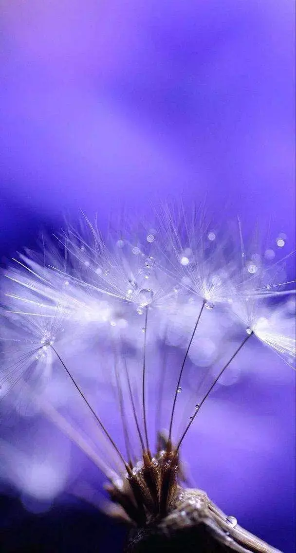 蒲公英壁纸,随风飞随风吹,去一个新的地方