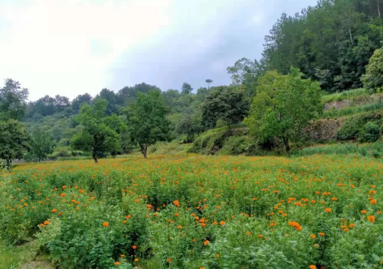 麻城市张家畈镇:万寿菊花开幸福来