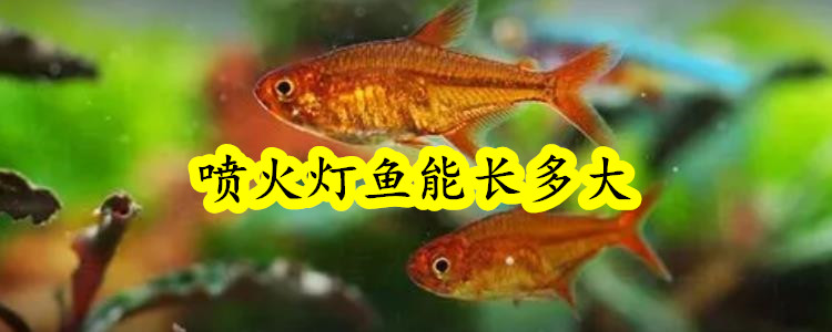 喷火灯鱼能长多大