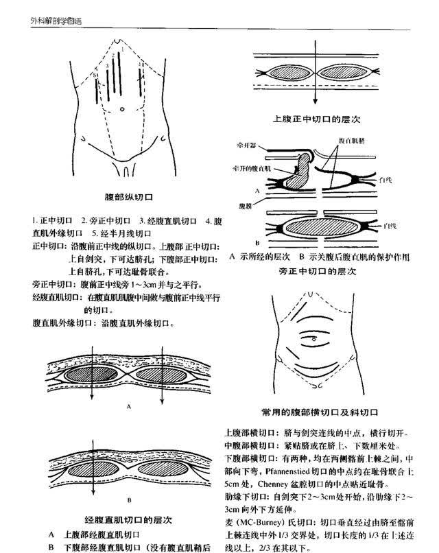 外科解剖学图谱