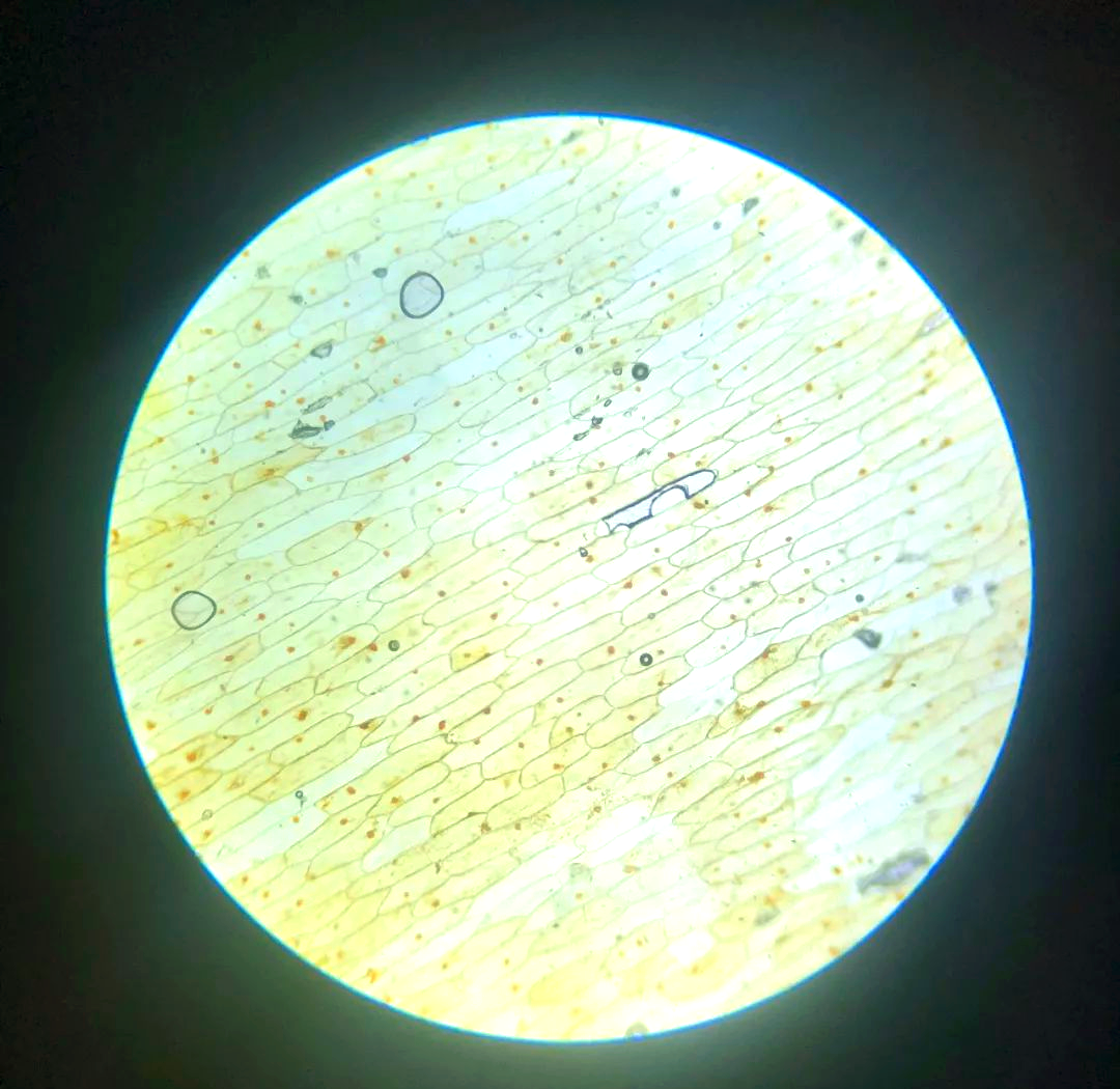 显微镜下的洋葱表皮细胞探秘