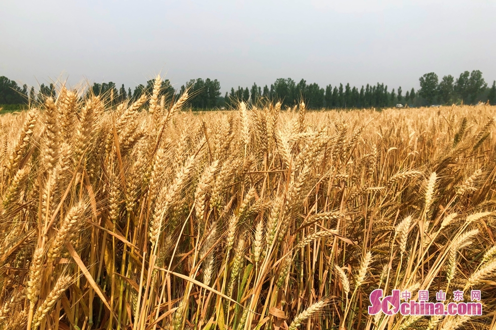 麦收时节收割忙 临沂麦农喜获丰收