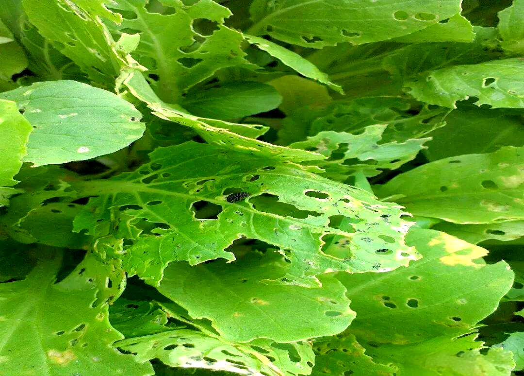 小猿叶甲的发生规律与全面防治策略研究