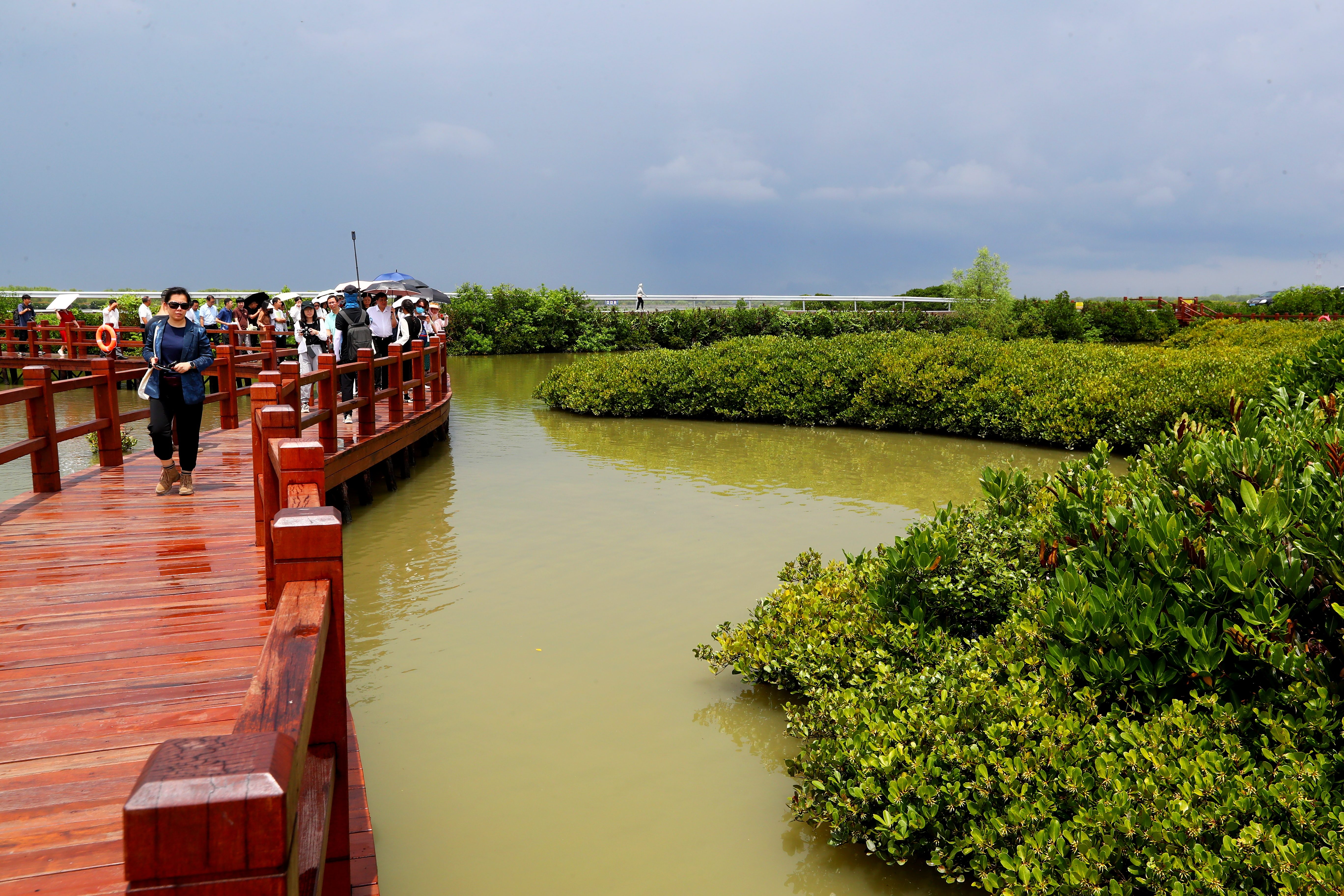 (高质量发展调研行)广东湛江:将红树林打造成绿美广东新亮点