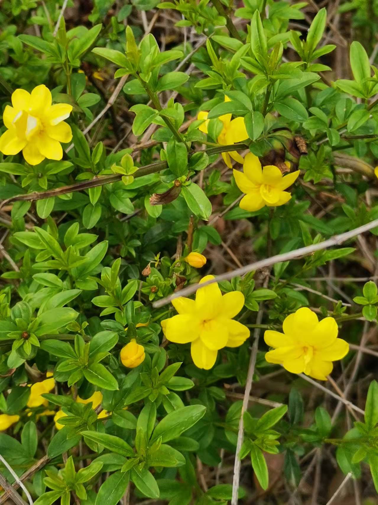 安九公路春日即景