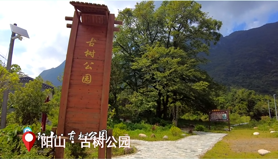 阳山古树公园图片