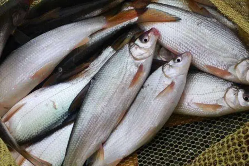 夏季垂钓"黄尾鱼"攻略:从钓具到饵料,一篇文章说清楚