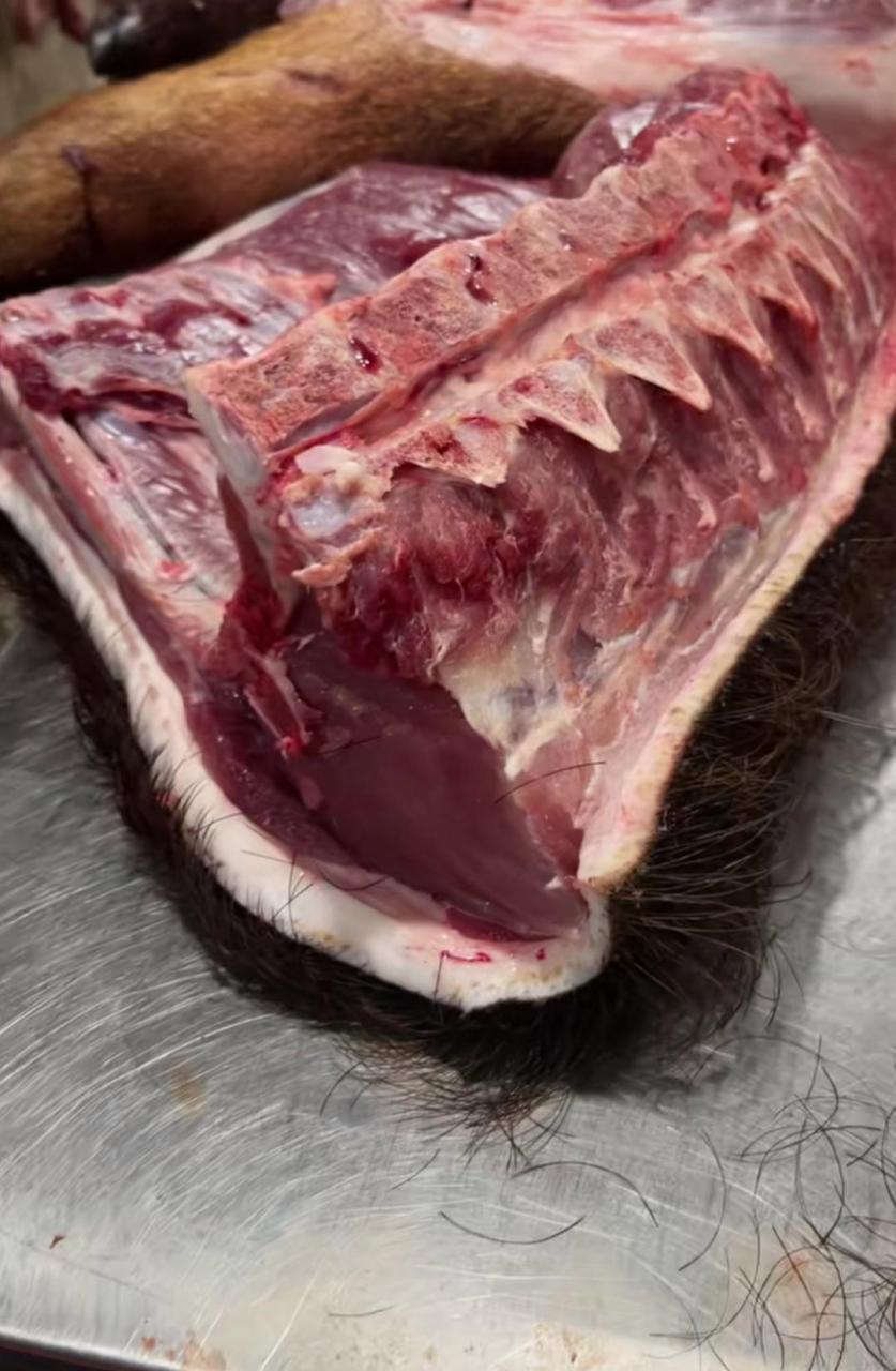 商家说这是现杀的野猪,有人能看出来吗?