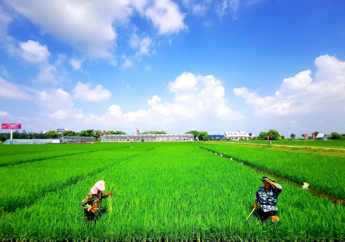盛夏酷暑,农业专家田间地头传授技术为农户"解渴"