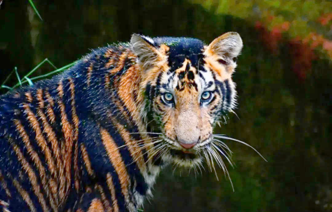 神秘黑虎:孟加拉虎的珍稀变种揭秘