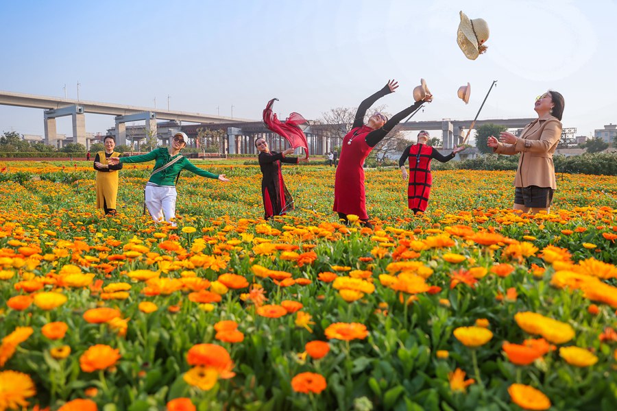 福建晋江:花海美如画 游人如织