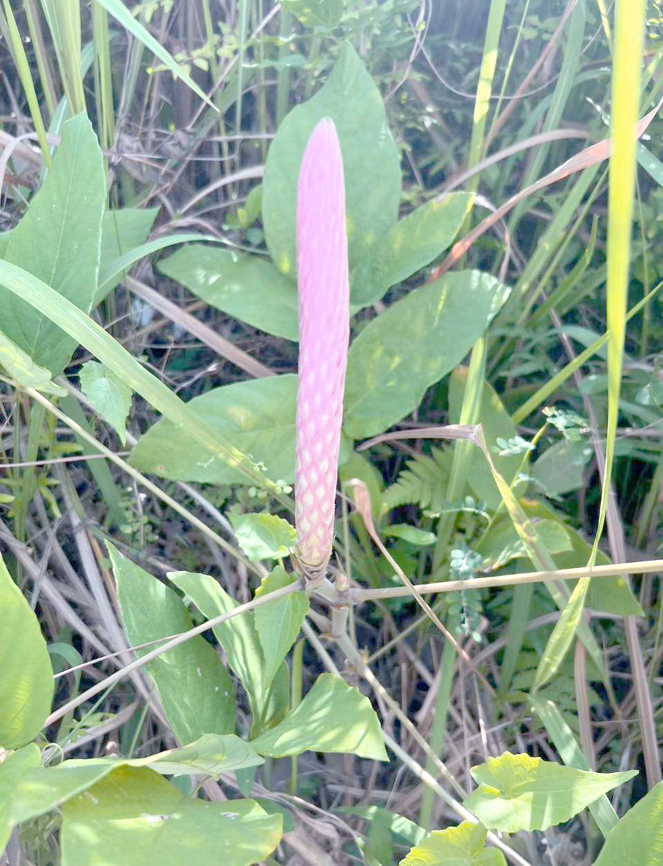 中药材虎尾轮(猫尾草)的详细介绍与多种功效