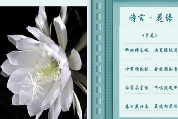 写昙花的经典诗词