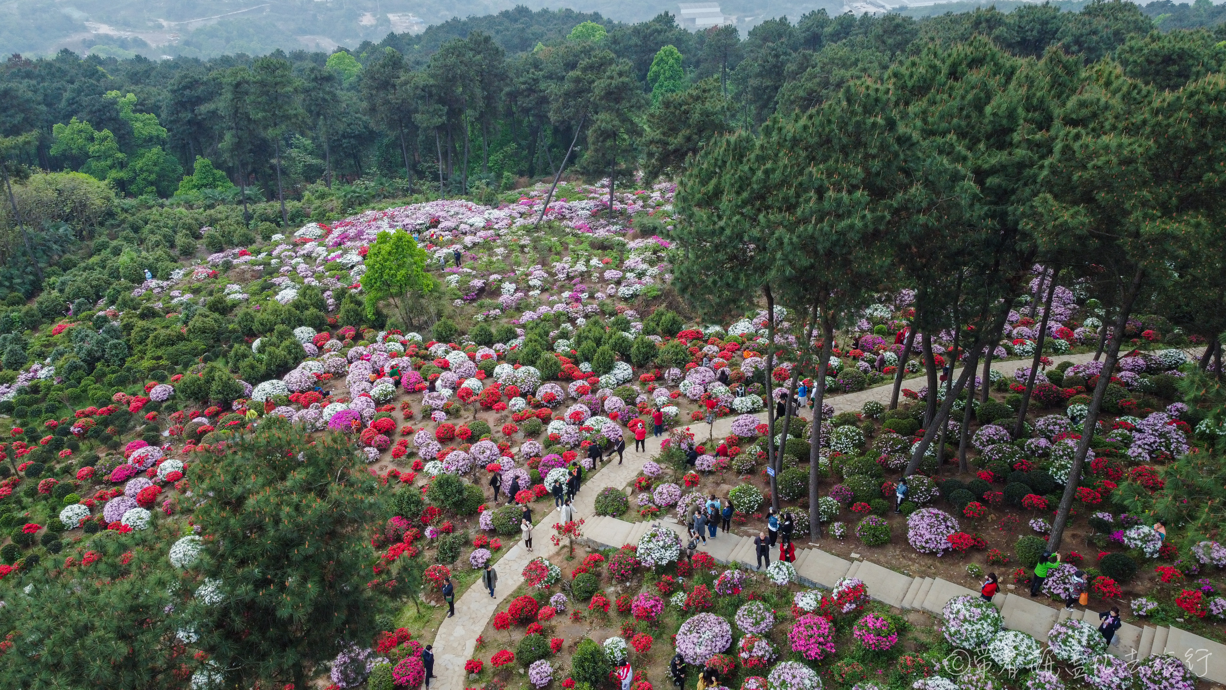 南山放牛村杜鹃花路线图片