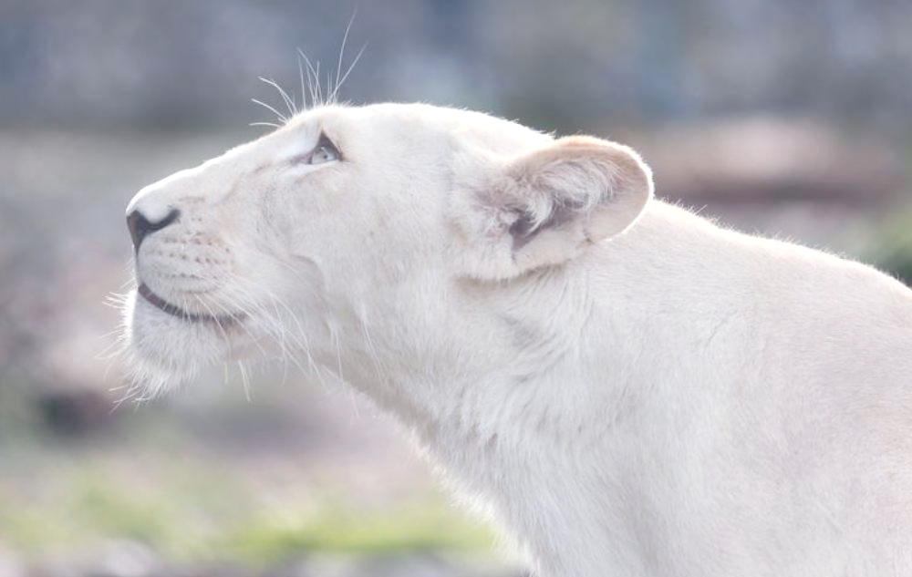 白狮:非洲狮的稀有变种,探寻其独特生活与繁育