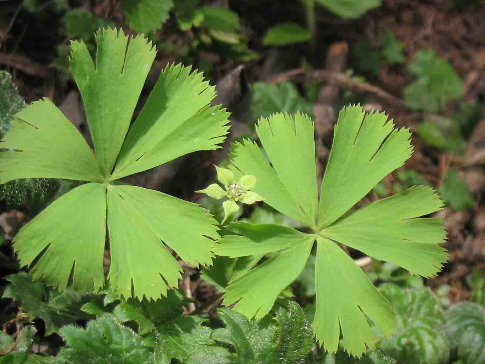 秘藏山林的独叶草:探索本草植物独叶草的神秘草本之美
